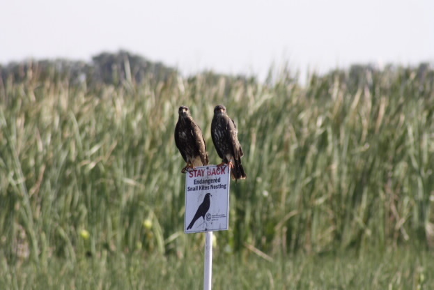 An invasive prey and the beak of the kite